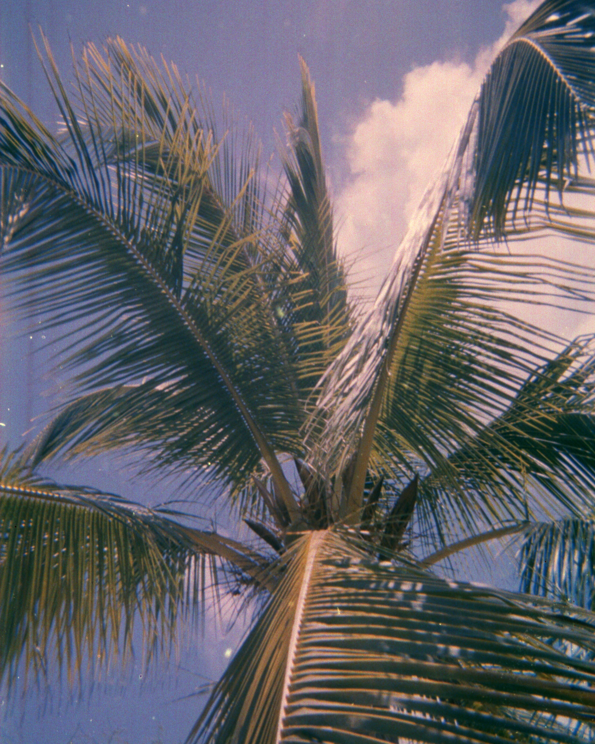 Palm sky